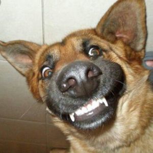 Meet your Posher, German